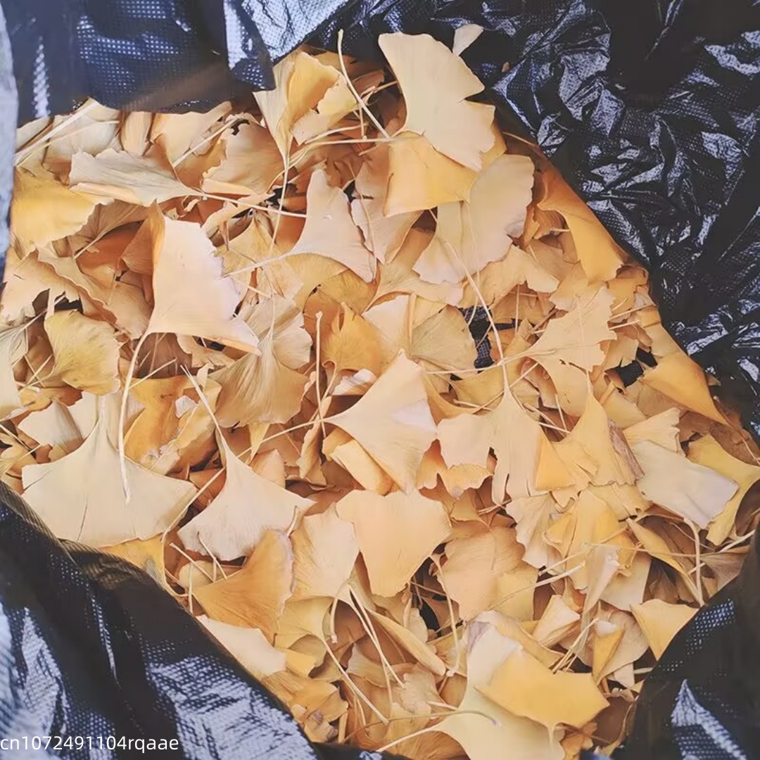 Natural Ginkgo Biloba Dried Le - Natural Making Soap recension och pris
