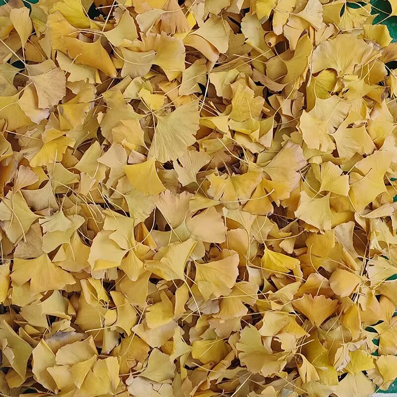Natural Ginkgo Biloba Dried Le - Natural Making Soap recension och pris